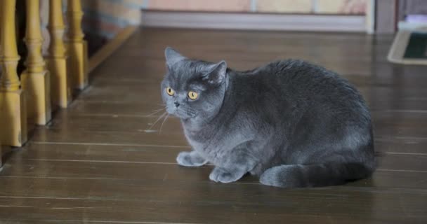 Stor grå katt med gula ögon sitter på trägolvet — Stockvideo