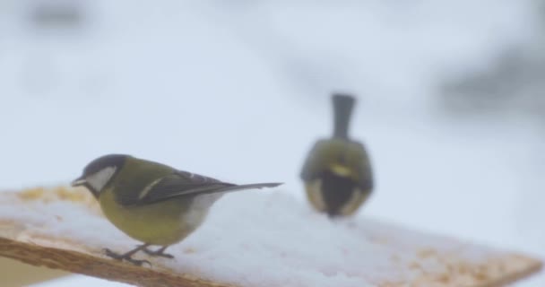 Birds pecks seeds in the bird feeder in winter — Stock Video