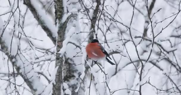 Bird of bullfinch on the branches of mountain ash in winter — Stock Video