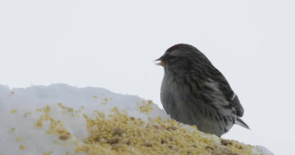 Πουλί pecks σπόρους στο πουλί τροφοδότη το χειμώνα — Αρχείο Βίντεο