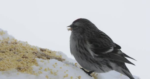 Vogel besluipt zaden in het Vogelhuis/waterbak in de winter — Stockvideo