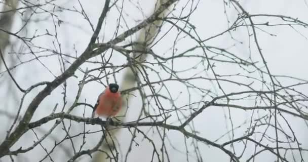 Pássaro de bullfinch nos ramos de cinza de montanha no inverno — Vídeo de Stock