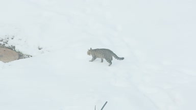 Kedi kar üzerinde yavaş yavaş yürüyor. Ağır çekim video tam hd