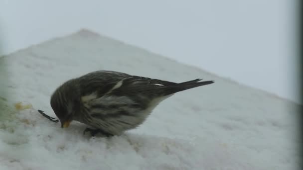 Fågeln plockar frön i fågelbordet på vintern. Slow motion video full hd — Stockvideo