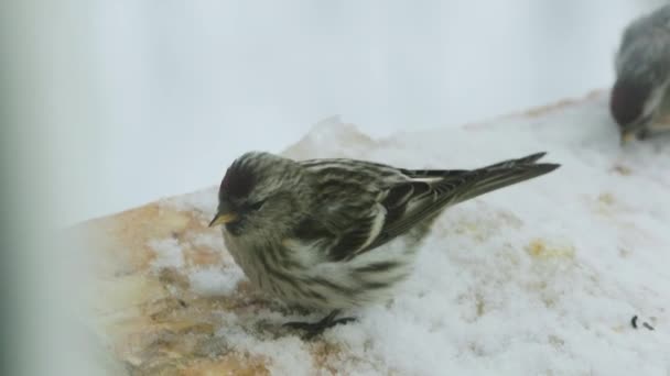 Πουλί pecks σπόρους στο πουλί τροφοδότη το χειμώνα. Αργή κίνηση βίντεο full hd — Αρχείο Βίντεο