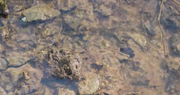 Dégel et mouvement de la rivière au printemps 