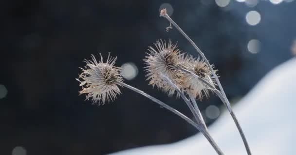 Espinas a principios de primavera contra el fondo del río — Vídeos de Stock