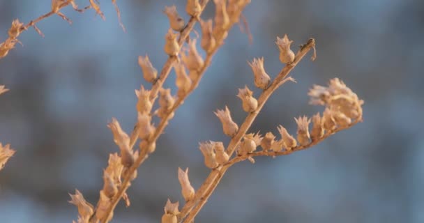 Takken van planten in het vroege voorjaar — Stockvideo