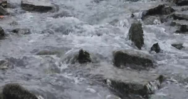 Deshielo y movimiento del río en primavera — Vídeo de stock