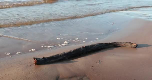 Água lava um pedaço de um feixe de madeira em uma praia arenosa — Vídeo de Stock