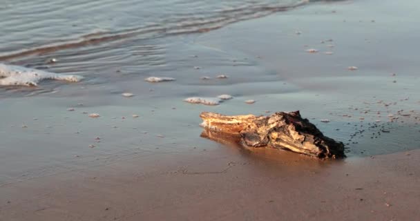 Вода миє шматок дерев'яного бруса на піщаному пляжі — стокове відео