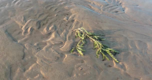 Ramo di un albero di conifere verde su una spiaggia sabbiosa — Video Stock