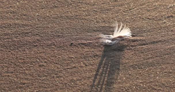 Pluma blanca soplada por el viento en la playa de arena — Vídeos de Stock