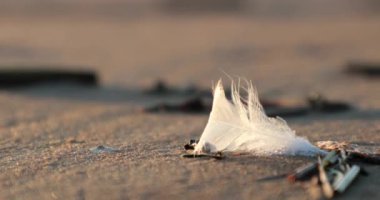 beyaz kumlu plaj rüzgar tarafından üflenir tüy