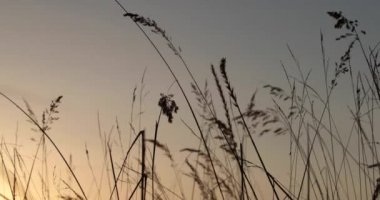 çalıların günbatımı arka plan üzerinde yüksek dallarını