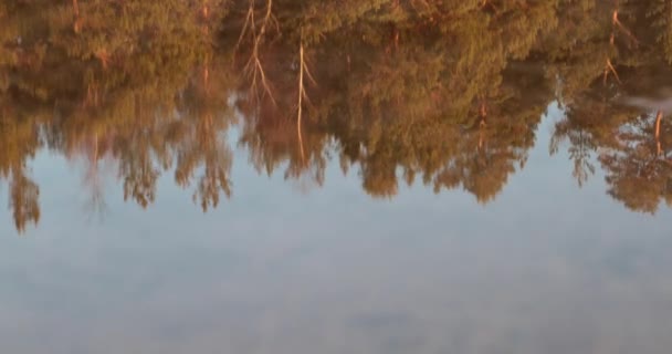 Reflet des arbres dorés dans l'eau — Video