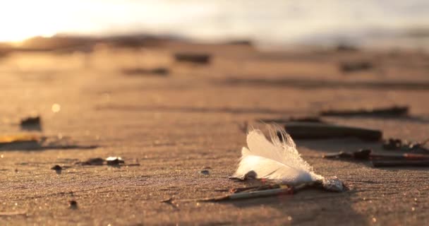 Pluma blanca soplada por el viento en la playa de arena — Vídeo de stock