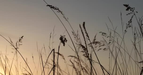 Çalıların günbatımı arka plan üzerinde yüksek dallarını — Stok video