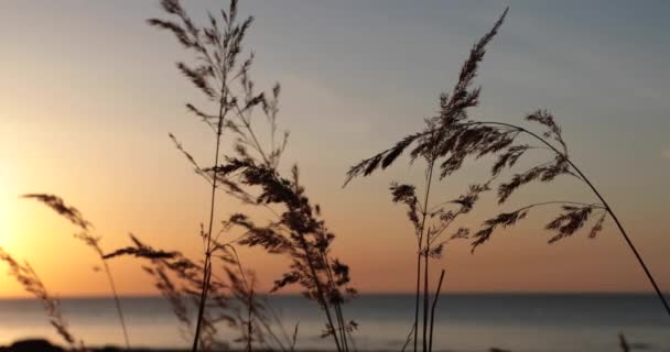 Vysoké větve keřů na slunce pozadí — Stock video