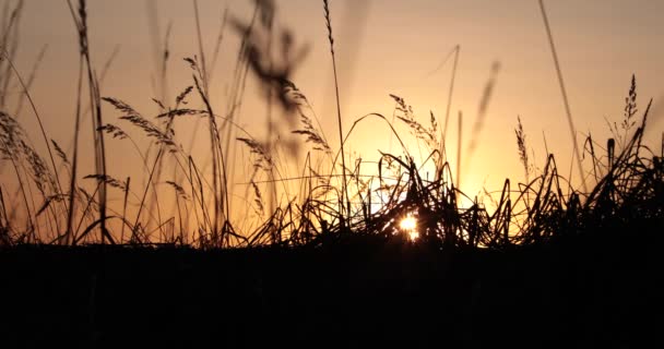 Branches hautes de buissons sur fond de coucher de soleil — Video