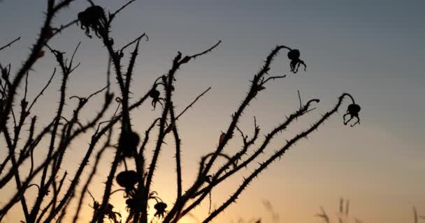 Ramas altas de arbustos sobre fondo del atardecer — Vídeos de Stock