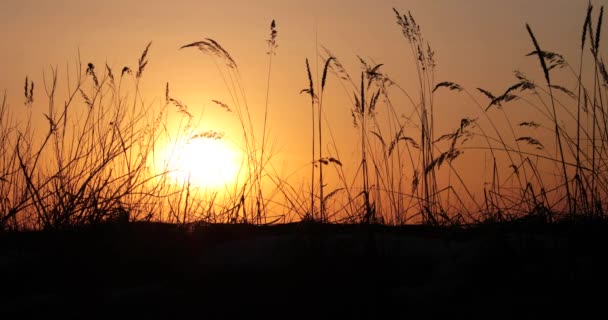 Puesta de sol en el campo de vídeo 4k — Vídeo de stock