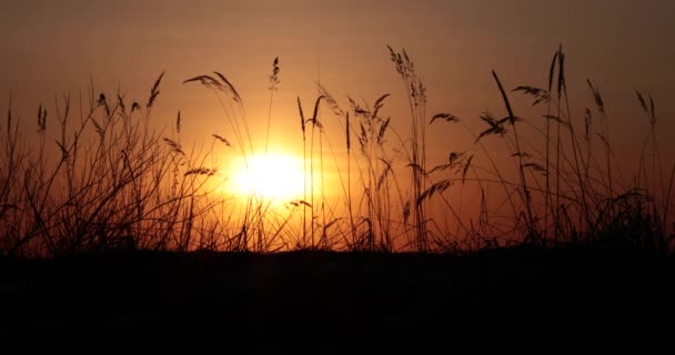 Puesta de sol en el campo de vídeo 4k — Vídeo de stock