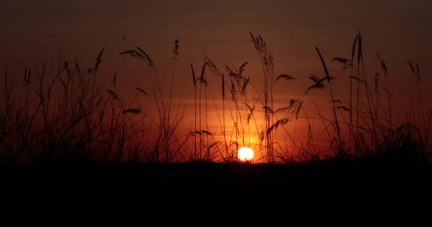 Coucher de soleil sur le terrain vidéo 4k — Video