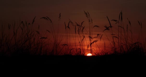 Zonsondergang in het veld video 4k — Stockvideo