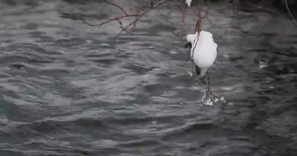 Tání a řeka hnutí na jaře — Stock video