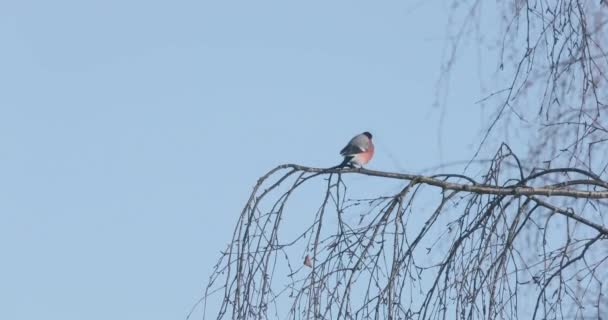 Bullfinch solitário em um galho de árvore — Vídeo de Stock