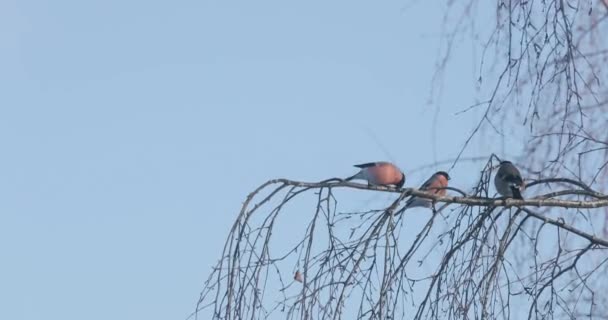 Vögel auf Ästen im Frühling — Stockvideo