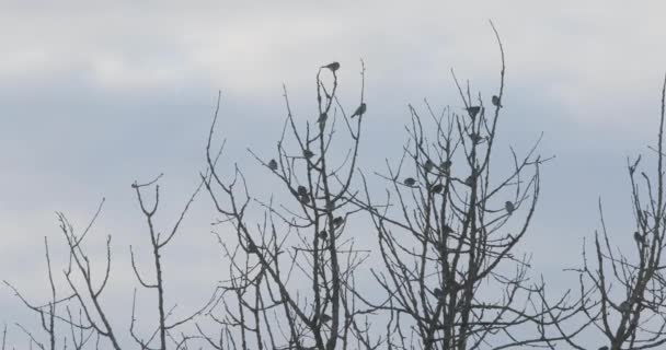 Aves en ramas de árboles en primavera — Vídeo de stock