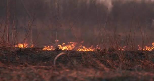 Feld brennt am Abend und Rauch steigt auf — Stockvideo