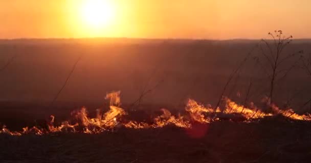Καύση χόρτο φόντο ηλιοβασίλεμα — Αρχείο Βίντεο