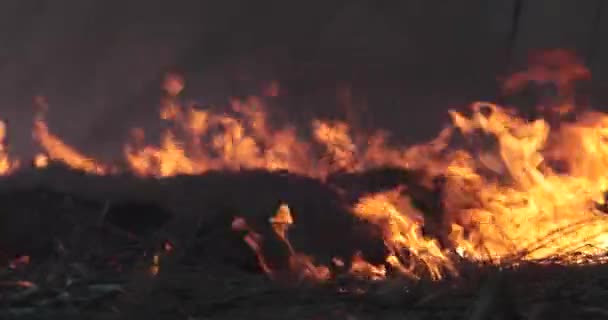 Campo se quema en la noche y el humo se acerca — Vídeo de stock