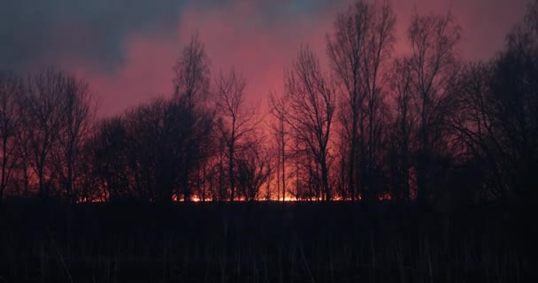 Field burns in the evening and smoke is coming — Stock Video