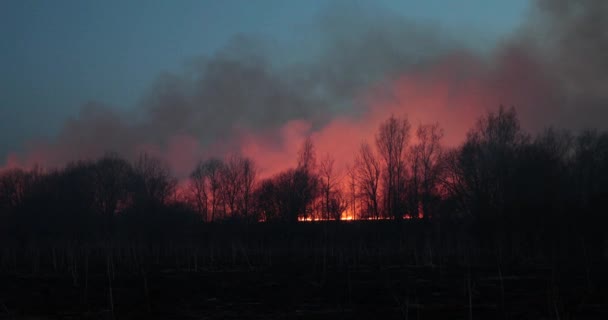 Field burns in the evening and smoke is coming — Stock Video