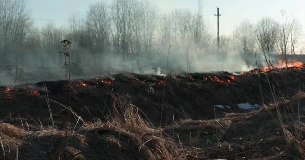 Suchá tráva hoří ve dne — Stock video