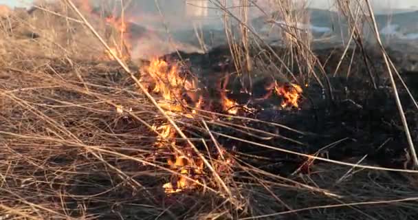 Grama seca queima durante o dia — Vídeo de Stock