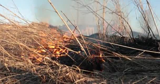 Hierba seca quema durante el día — Vídeo de stock