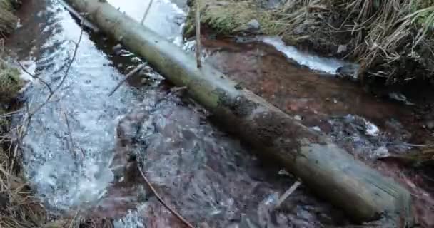 Rzeka jest myte przez zwalone drzewo pnia — Wideo stockowe