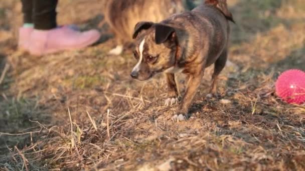 Pequeño perro marrón está buscando algo y avanzando — Vídeo de stock