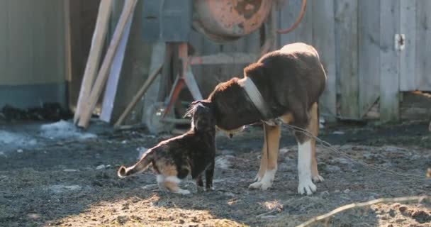 Кошка и собака мило обнимают и ласкают друг друга — стоковое видео