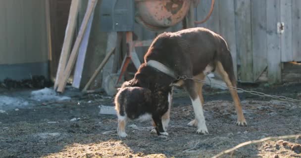 Gato y un perro lindo abrazo y acariciarse mutuamente — Vídeos de Stock