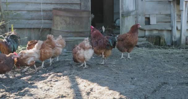 Pollo y gallo en el gallinero — Vídeos de Stock