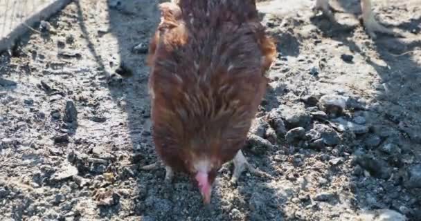 Курица смотрит вниз и что-то кусается — стоковое видео