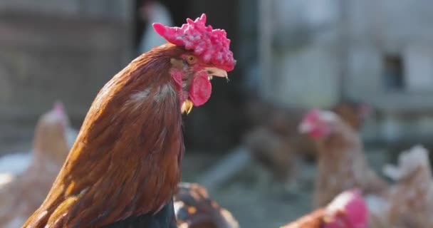 Galo no galinha galinha closeup vídeo vista lateral — Vídeo de Stock