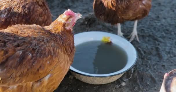 Κοτόπουλο πίνουν νερό από ένα μπολ — Αρχείο Βίντεο