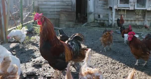 Pollo y gallo en el gallinero — Vídeos de Stock